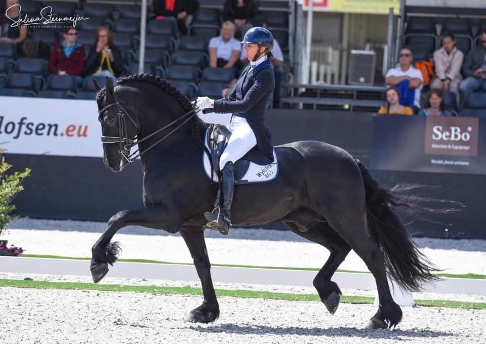 New stallion comes to the USA Fhana